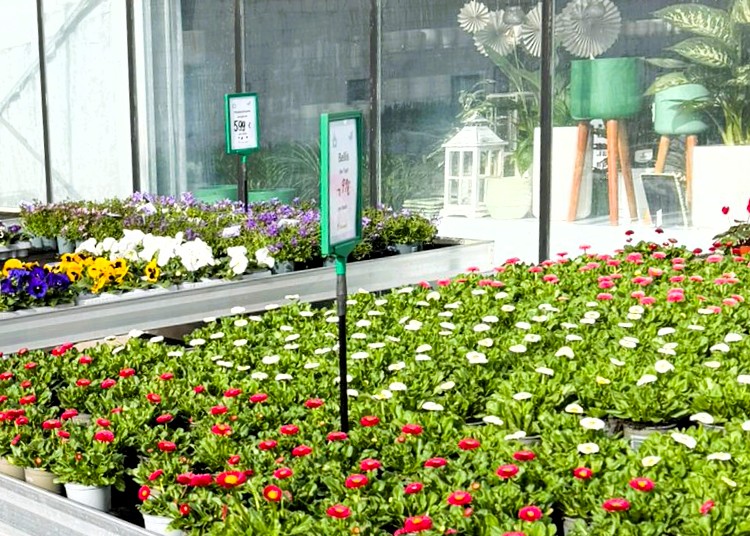 Monheimer Blumenmarkt